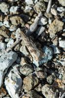Nomophila noctuella