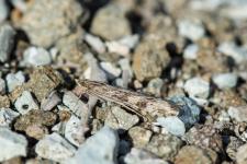 Nomophila noctuella