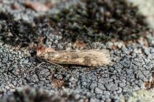 Nomophila noctuella - 1 cm environ