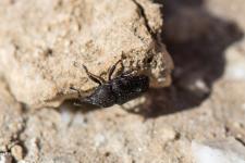 Acythopeus curvirostris