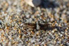 Aproaerema polychromella - 7-10 mm
