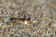 Aproaerema polychromella - 7-10 mm