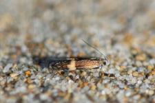 Aproaerema polychromella - 7-10 mm