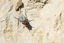 Botanophila sp. (probable)