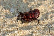 Oryctes nasicornis - Mle mesurant 3 cm environ