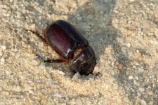 Oryctes nasicornis - Mle mesurant 3 cm environ
