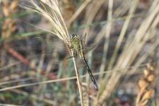 Orthetrum trinacria - Femelle mesurant environ 6 cm