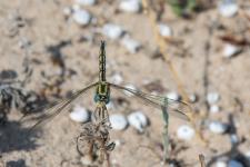 Orthetrum trinacria - Femelle mesurant environ 6 cm