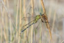 Orthetrum trinacria - Femelle mesurant environ 6 cm