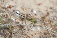 Orthetrum trinacria - Femelle mesurant environ 6 cm