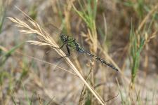 Orthetrum trinacria - Mle mesurant environ 6 cm