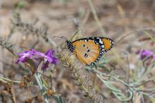 Danaus chrysippus - 7-9 cm denvergure