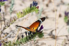 Danaus chrysippus - Mle mesurant 7-9 cm denvergure