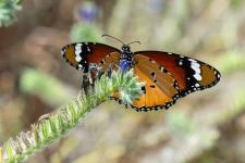 Danaus chrysippus - Mle mesurant 7-9 cm denvergure