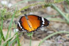 Danaus chrysippus - Femelle mesurant 7-9 cm denvergure