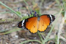 Danaus chrysippus - Femelle mesurant 7-9 cm denvergure
