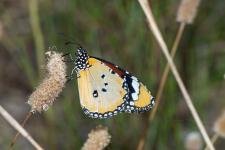 Danaus chrysippus - Mle mesurant 7-9 cm denvergure