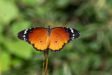 Danaus chrysippus - Femelle mesurant 7-9 cm denvergure