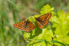 Euphydryas aurinia