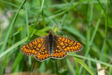 Euphydryas aurinia