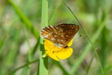 Euphydryas aurinia