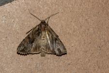 Apamea monoglypha (Abromias monoglypha) - environ 45 mm denvergure