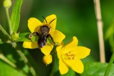 Macropis europaea - Mle mesurant 8-9 mm sur Lysimachia vulgaris