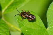 Macropis europaea - Mle mesurant 8-9 mm