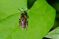 Macropis europaea - Mle mesurant 8-9 mm