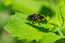 Macropis europaea - Mle mesurant 8-9 mm