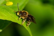 Macropis europaea - Mle mesurant 8-9 mm