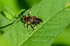 Macropis europaea - Mle mesurant 8-9 mm