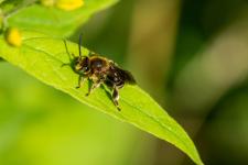 Macropis europaea - Mle mesurant 8-9 mm