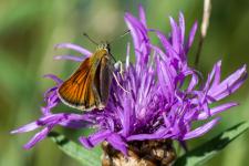 Thymelicus sylvestris - Femelle sur Centaurea jacea