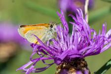 Thymelicus sylvestris - Femelle sur Centaurea jacea