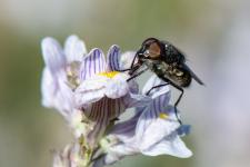 Stomorhina lunata - Mle mesurant 8 mm environ sur Linaria repens
