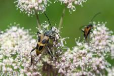 Pachyta quadrimaculata