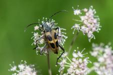 Pachyta quadrimaculata