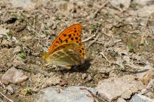 Argynnis paphia