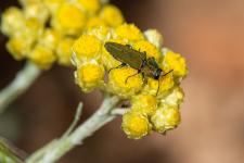 Anthaxia hungarica - Mle mesurant 12  15 mm sur Helichrysum stoechas. Le mle est presque entirement vert brillant.