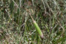 Empusa pennata - Il sagit ici dun mle adulte reconnaissable  ses longues antennes bipectines = en forme de peigne  deux ranges.