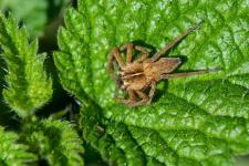 Pisaura mirabilis (femelle)