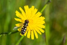 Scaeva pyrastri - Mle mesurant 1 cm environ