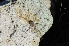Phalangium opilio (femelle)