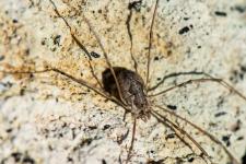 Phalangium opilio (femelle)