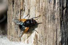 Mesembrina meridiana (mle)