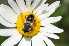 Eristalis tenax (femelle) - Ptrostigma sombre court, bandes de poils visibles sur les yeux, arista long non plumeux