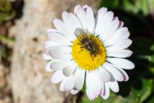 Scathophaga stercoraria - Femelle sur Bellis perennis