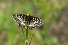 Zerynthia polyxena (Zerynthia polyxena polyxena)
