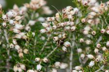 Adela australis (mle) - Petit papillon mesurant moins de 1 cm de long. Le mle se reconnat  ses longues antennes non paissies  la base mesurant facilement 2  3 fois la longueur de son corps.